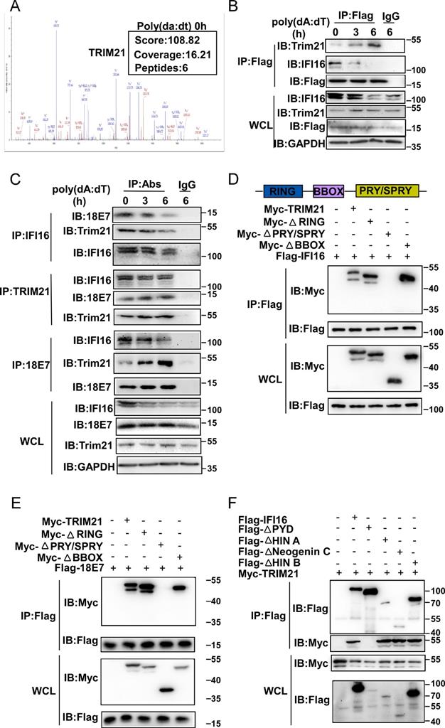 Int J Biol Sci Image