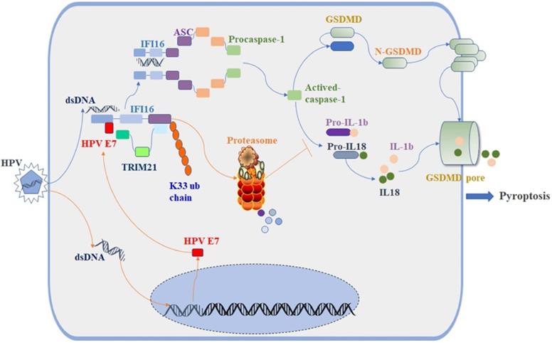 Int J Biol Sci Image