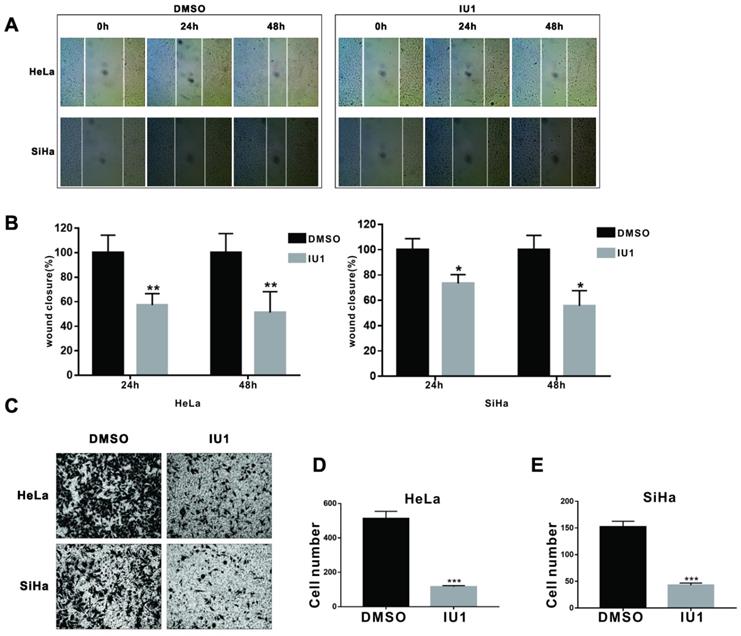 Int J Biol Sci Image