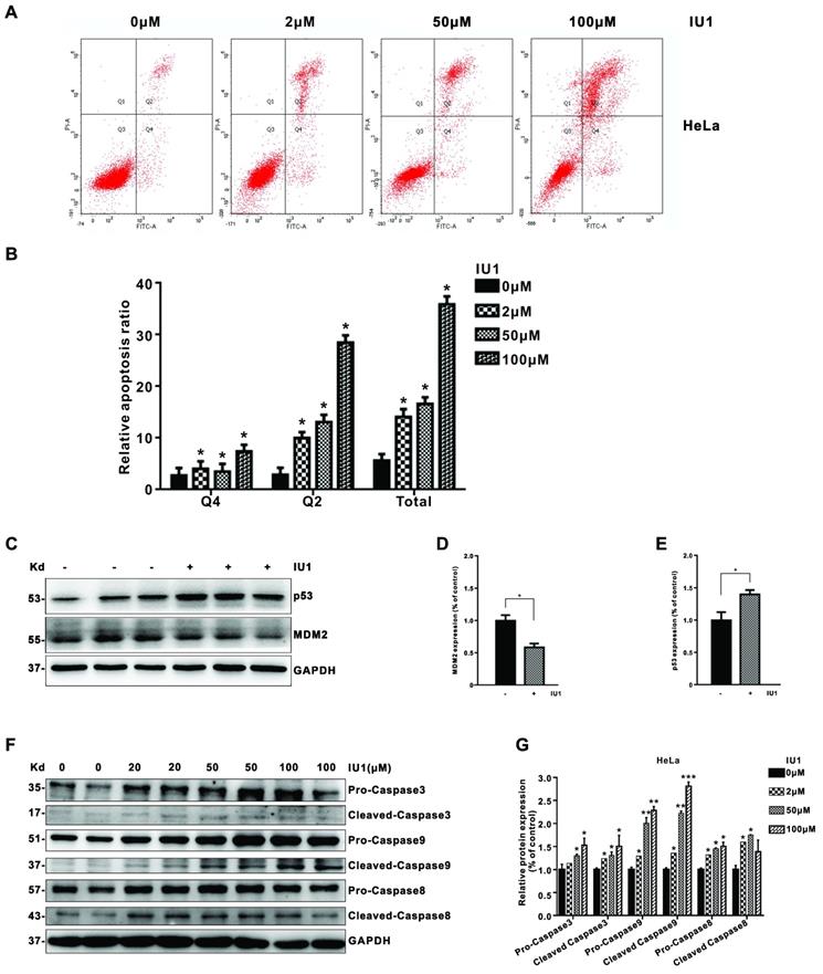 Int J Biol Sci Image