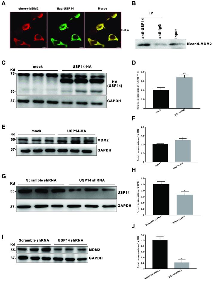 Int J Biol Sci Image