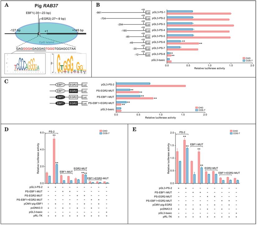 Int J Biol Sci Image