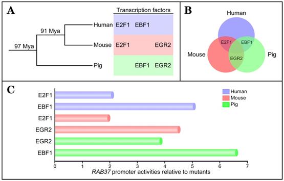 Int J Biol Sci Image