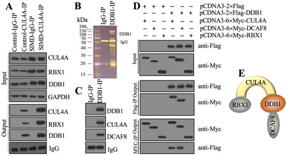 Int J Biol Sci Image