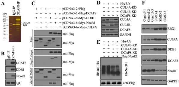 Int J Biol Sci Image