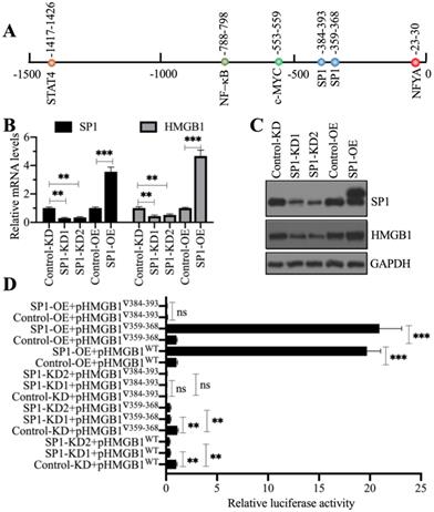 Int J Biol Sci Image