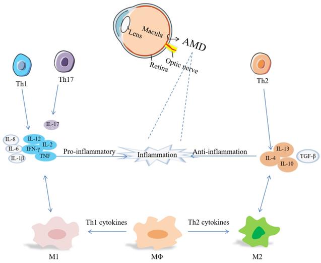 Int J Biol Sci Image
