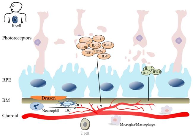 Int J Biol Sci Image