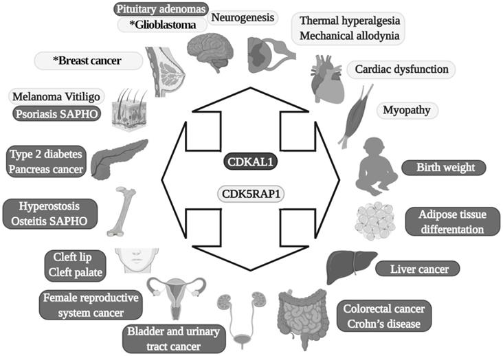 Int J Biol Sci Image