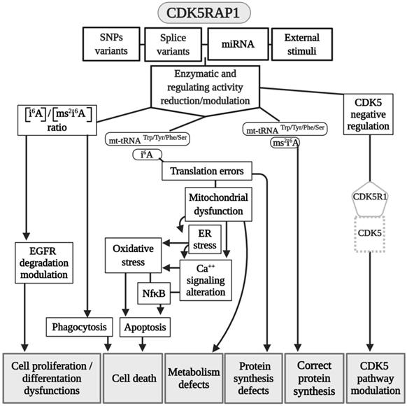 Int J Biol Sci Image