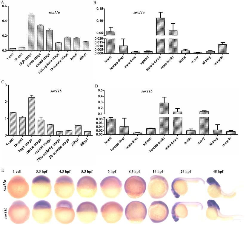 Int J Biol Sci Image