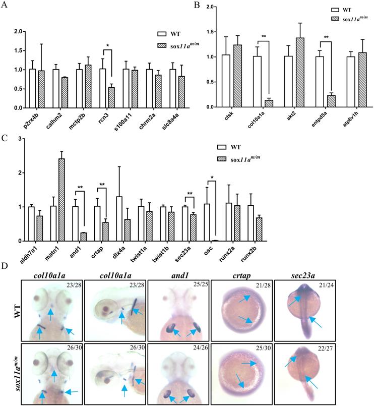 Int J Biol Sci Image