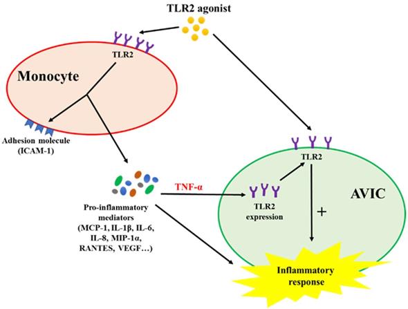 Int J Biol Sci Image