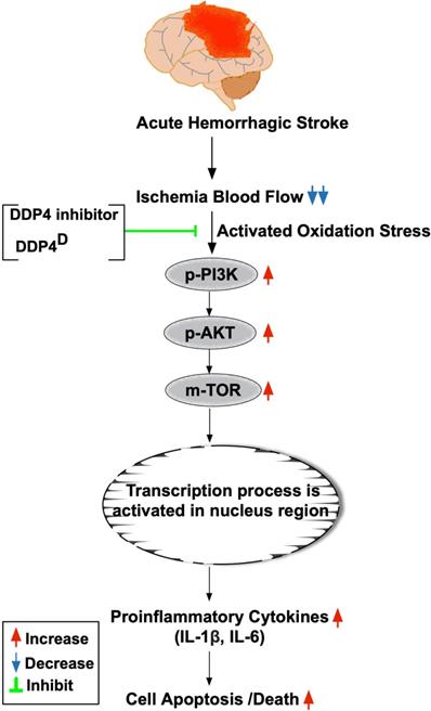 Int J Biol Sci Image