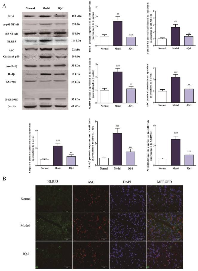 Int J Biol Sci Image