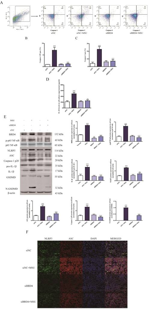 Int J Biol Sci Image