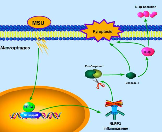 Int J Biol Sci Image