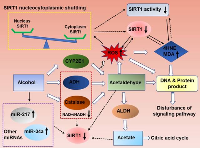 Int J Biol Sci Image