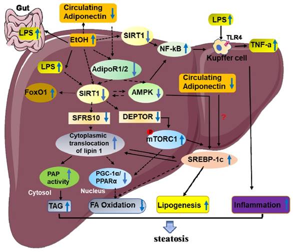 Int J Biol Sci Image