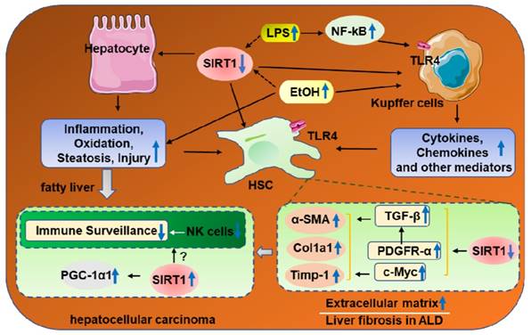 Int J Biol Sci Image