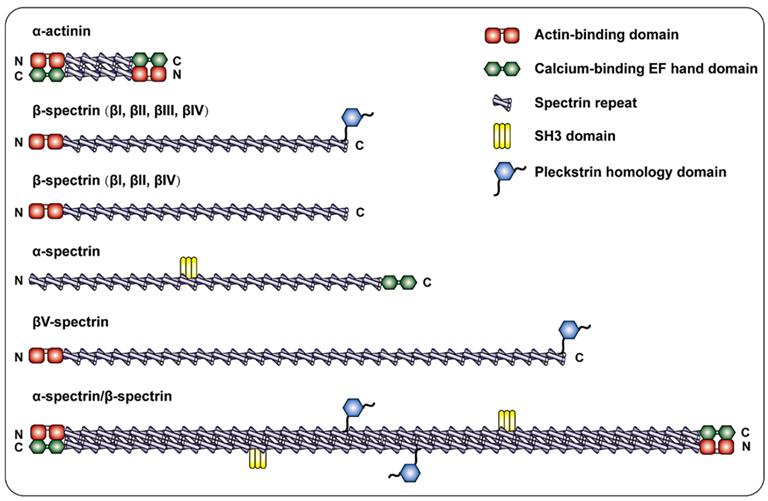 Int J Biol Sci Image