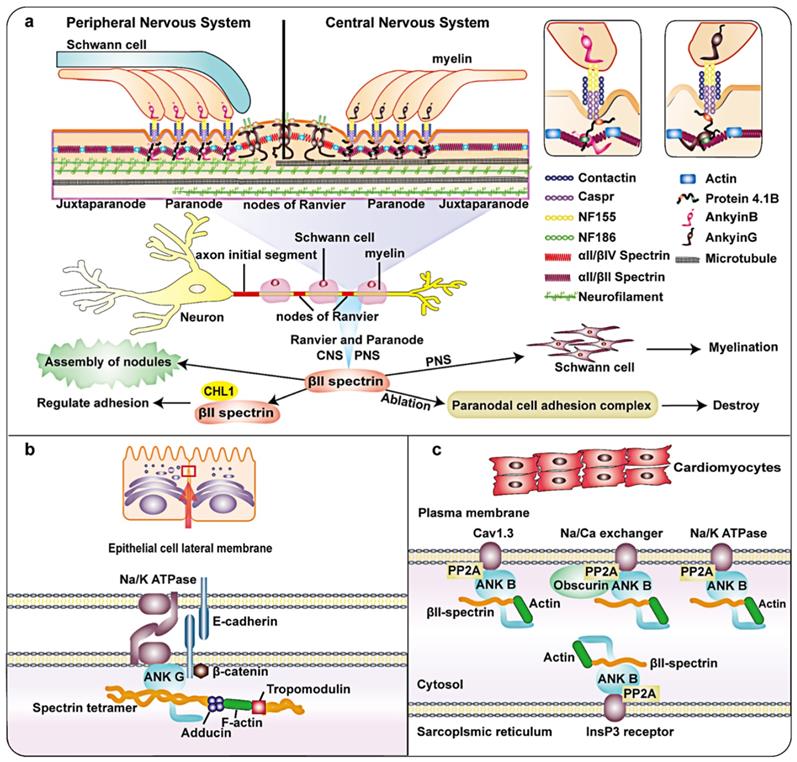 Int J Biol Sci Image