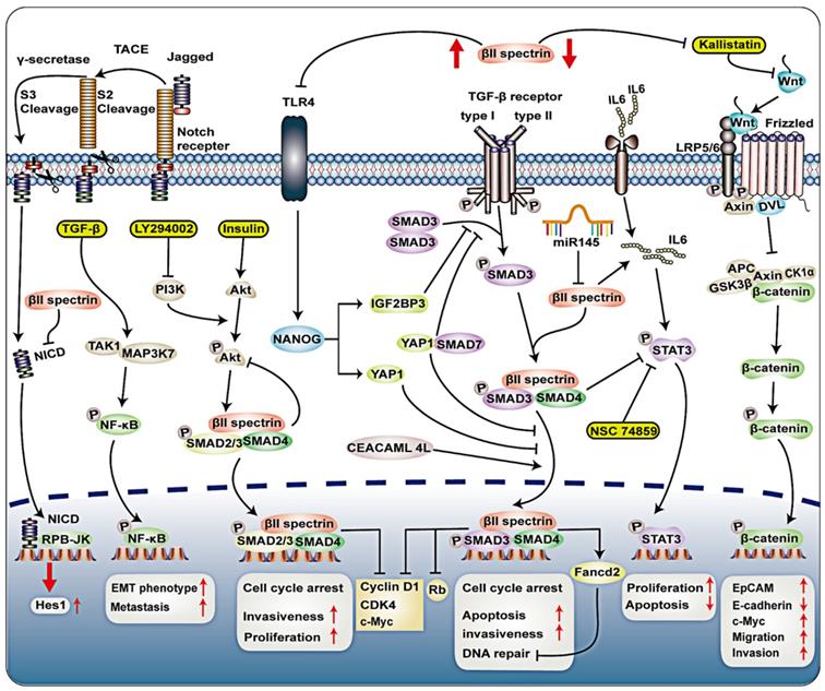 Int J Biol Sci Image