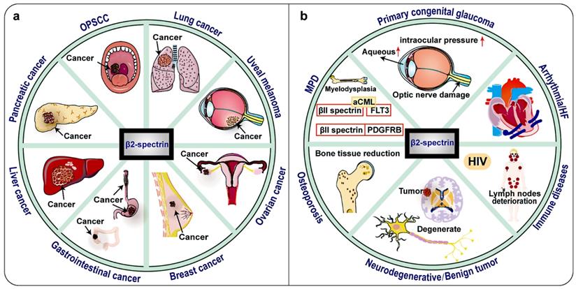 Int J Biol Sci Image