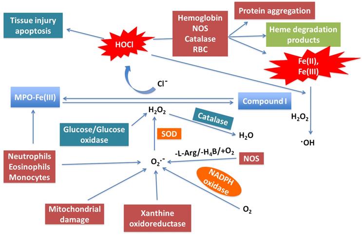 Int J Biol Sci Image