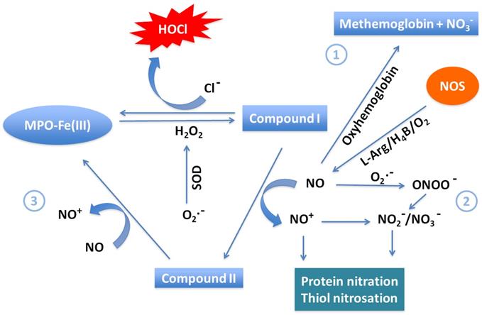 Int J Biol Sci Image