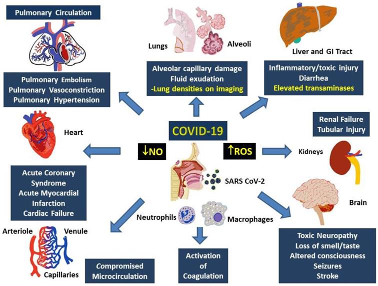 Int J Biol Sci Image