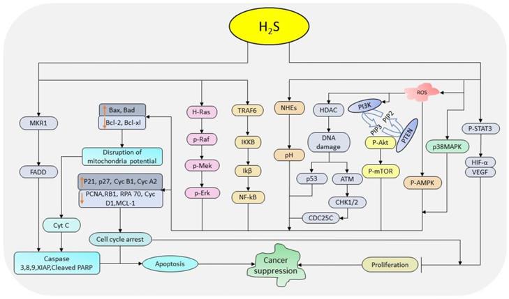 Int J Biol Sci Image