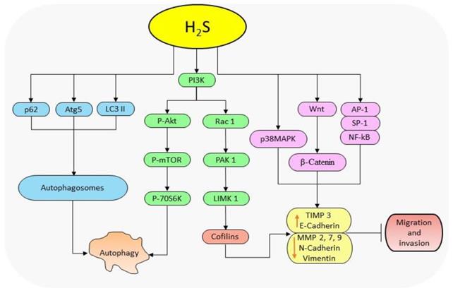 Int J Biol Sci Image