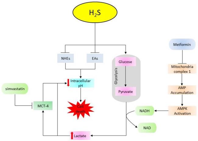 Int J Biol Sci Image