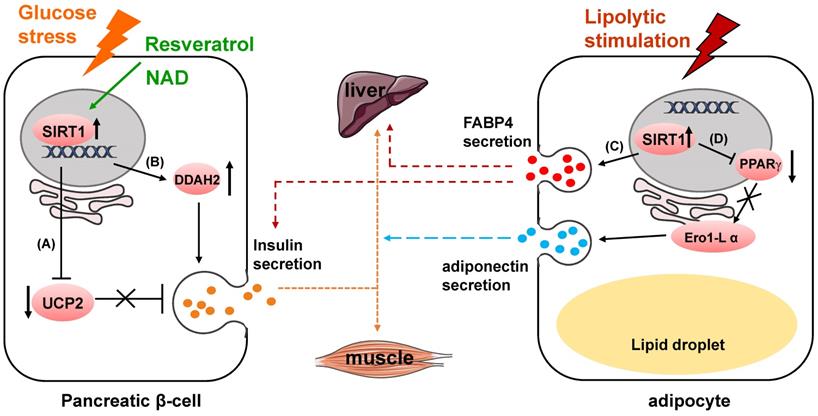Int J Biol Sci Image