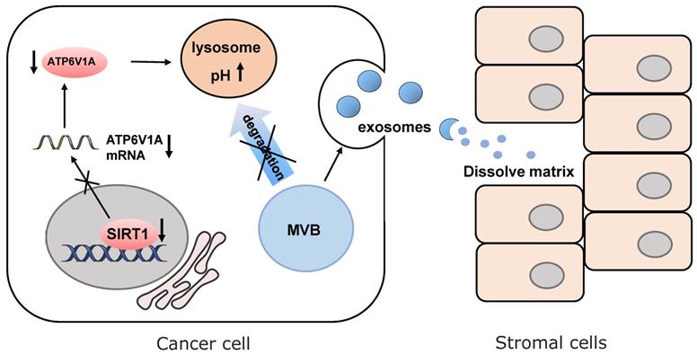 Int J Biol Sci Image