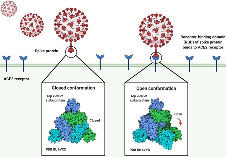 Int J Biol Sci Image