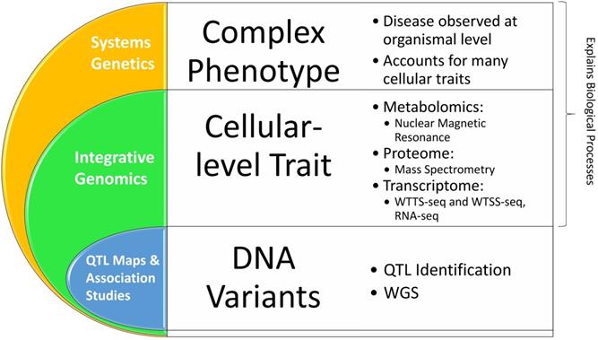 Int J Biol Sci Image