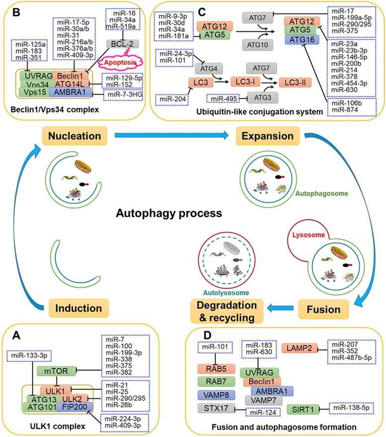 Int J Biol Sci Image