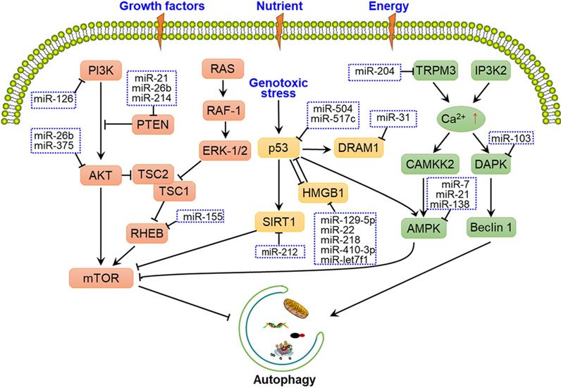 Int J Biol Sci Image