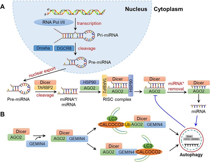 Int J Biol Sci Image