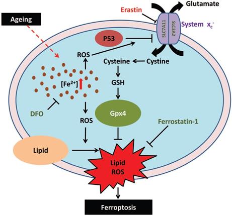 Int J Biol Sci Image