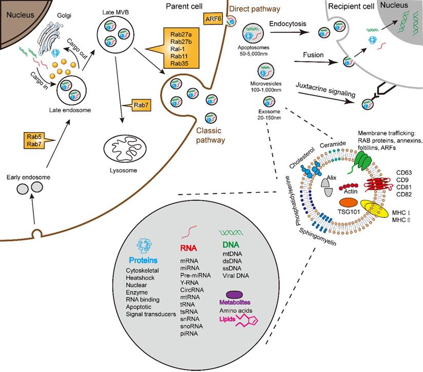 Int J Biol Sci Image