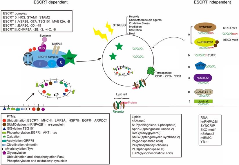 Int J Biol Sci Image