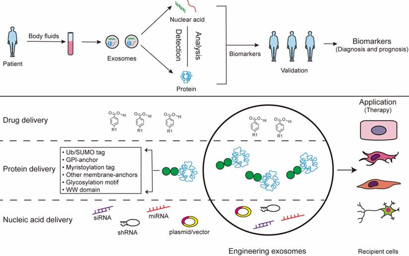 Int J Biol Sci Image