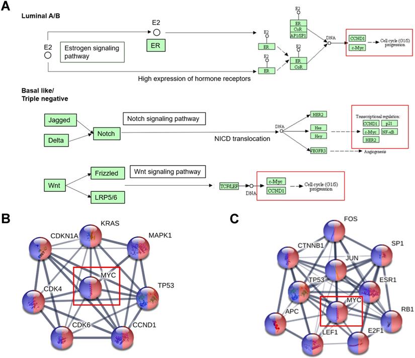 Int J Biol Sci Image