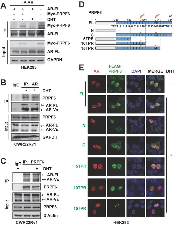 Int J Biol Sci Image