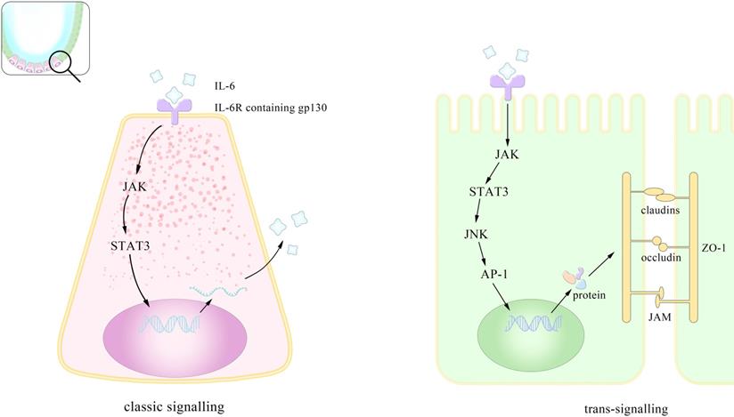 Int J Biol Sci Image