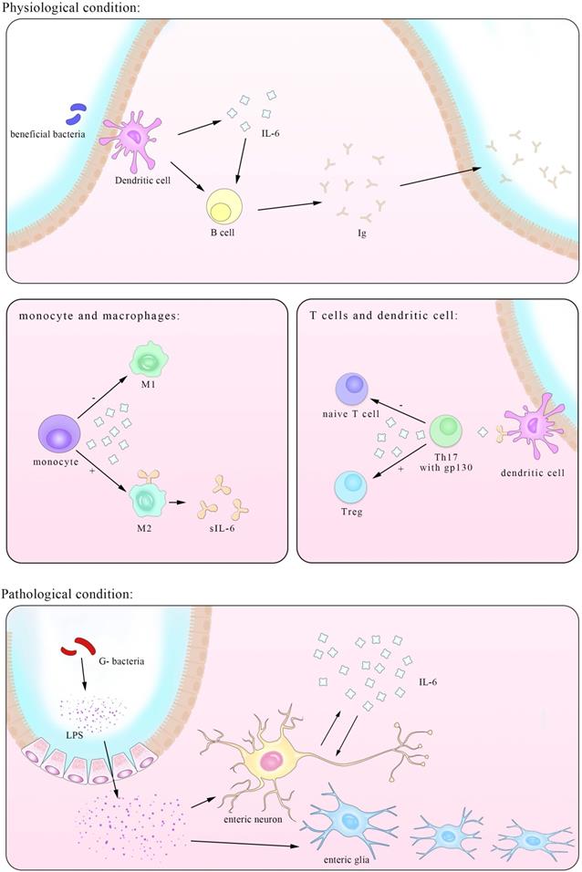 Int J Biol Sci Image