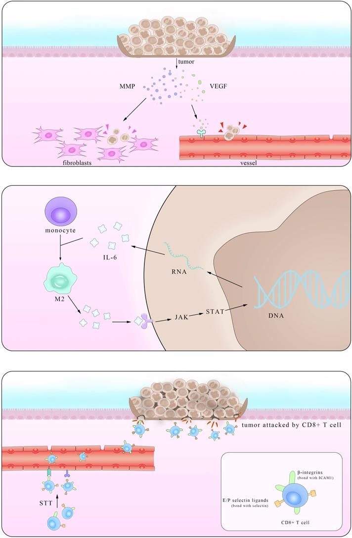 Int J Biol Sci Image